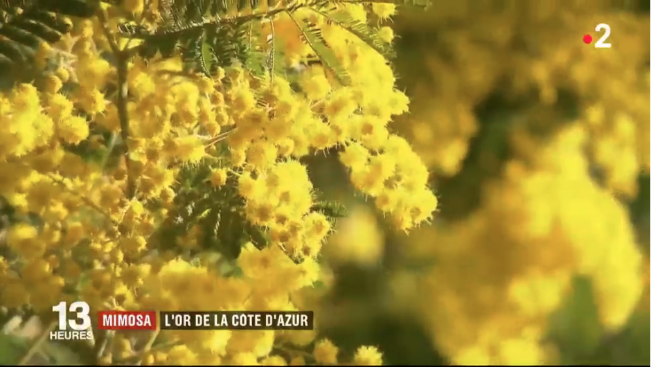 Mimosa : l'or de la Côte d'Azur La colline des mimosas
